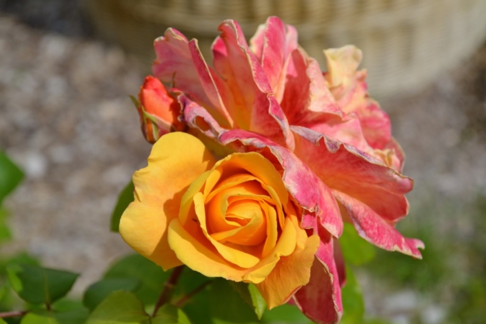 des roses au ministère de l'agriculture et de l'alimentation